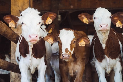 cows in farm